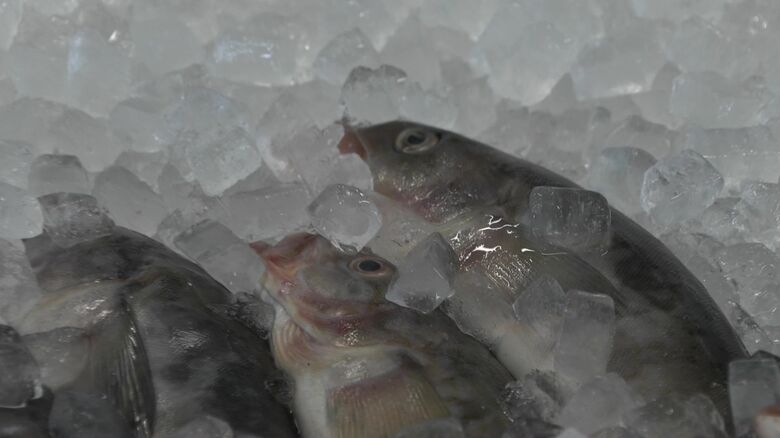 魚が腐らないよう氷をかけて対応