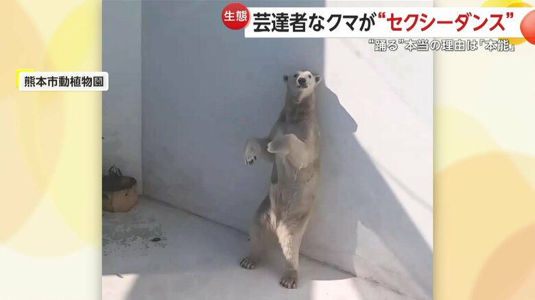 まるで人間のような“セクシーダンス”をしているように見えるマルル