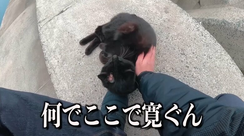 2度目の出会い　甘える黒ちゃんはケガをしていた