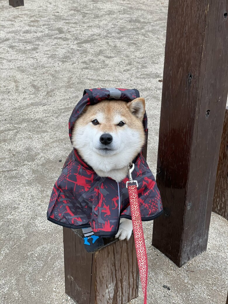 画像提供：柴犬ハナさん