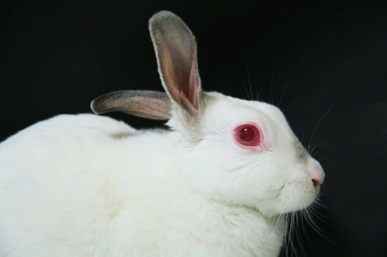 アルビノの虹彩は赤くなる（画像はイメージ）