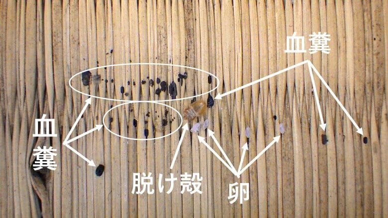 トコジラミの脱け殻と卵と血糞（画像提供：足立雅也さん）