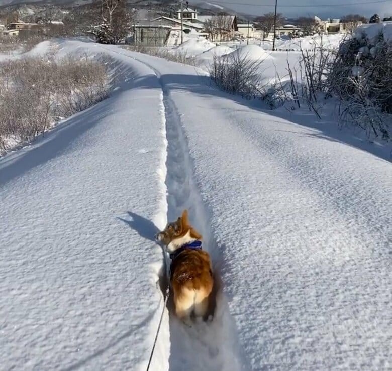 提供：むぎん家＠きよらさん