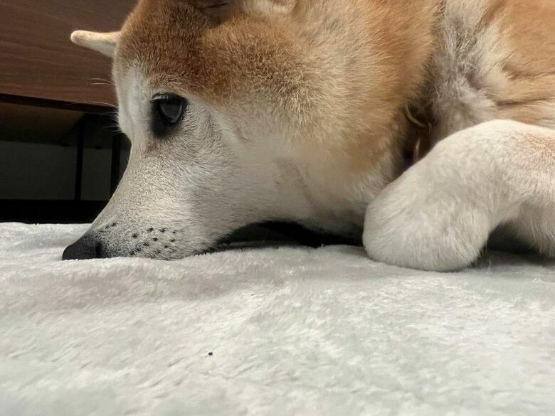 提供：柴犬 sasuke_紗助さん