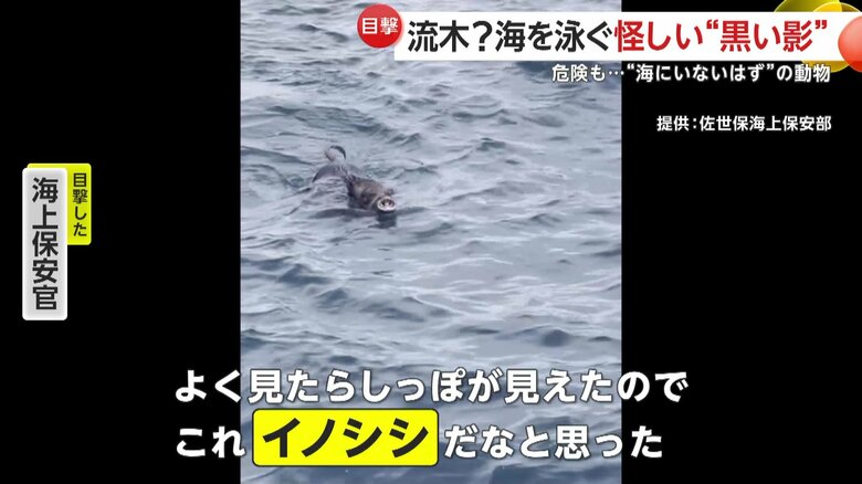 「これ“イノシシ”だなと思った」と語っている遭遇した海上保安官
