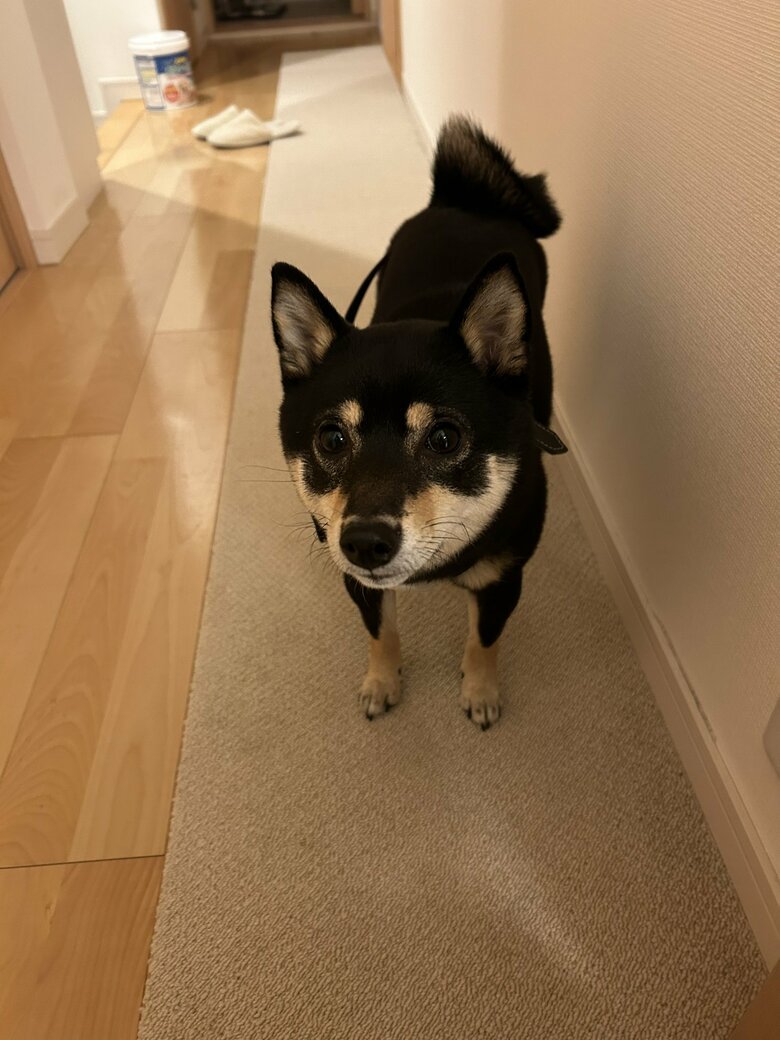 提供：豆柴ごま娘さん