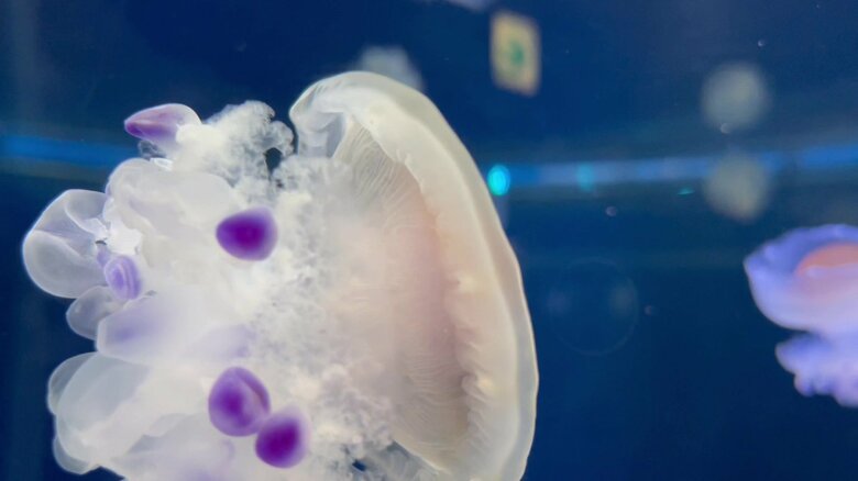 （提供：新江ノ島水族館）