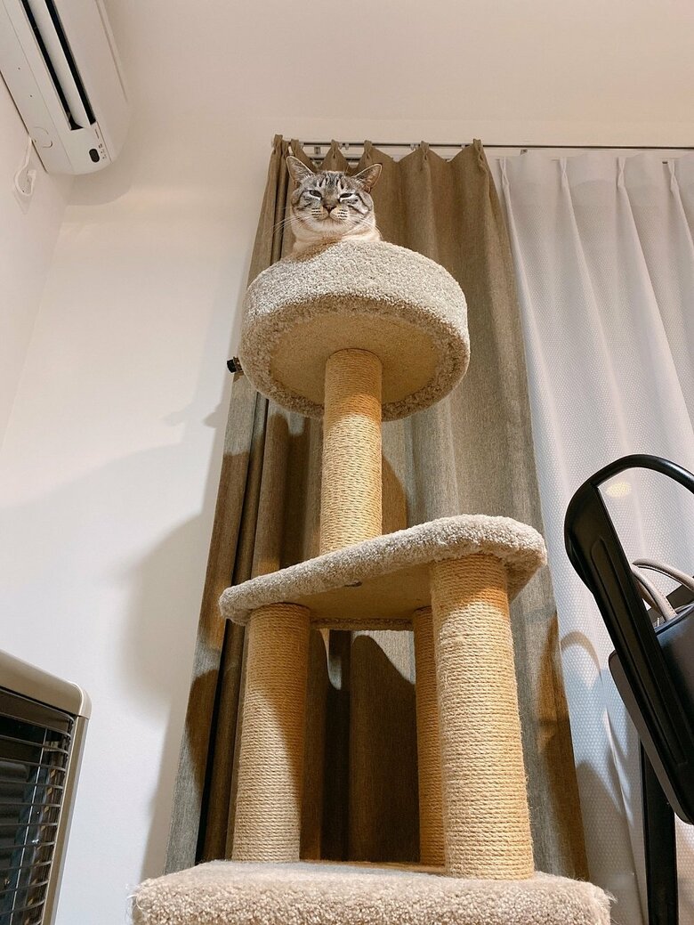 キャットタワーのてっぺんから…