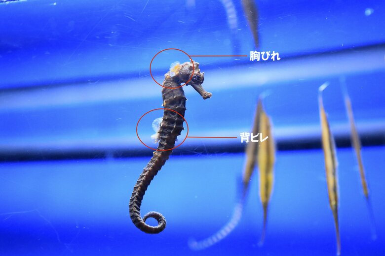 オオウミウマ（提供：サンシャイン水族館）