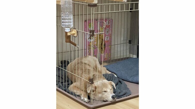 あさぎちゃんのハウス