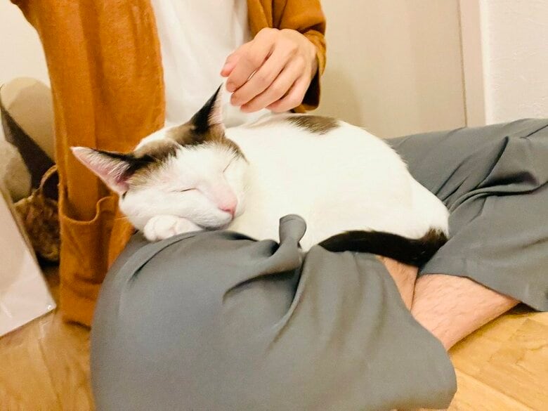 飼い主さんの脚の上でぐっすり（提供：つくね＆ひまりさん）