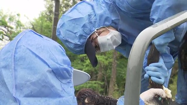 福島県中央家畜保健衛生所の蛭田綾子さん