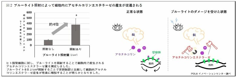 （画像提供：ポーラ）