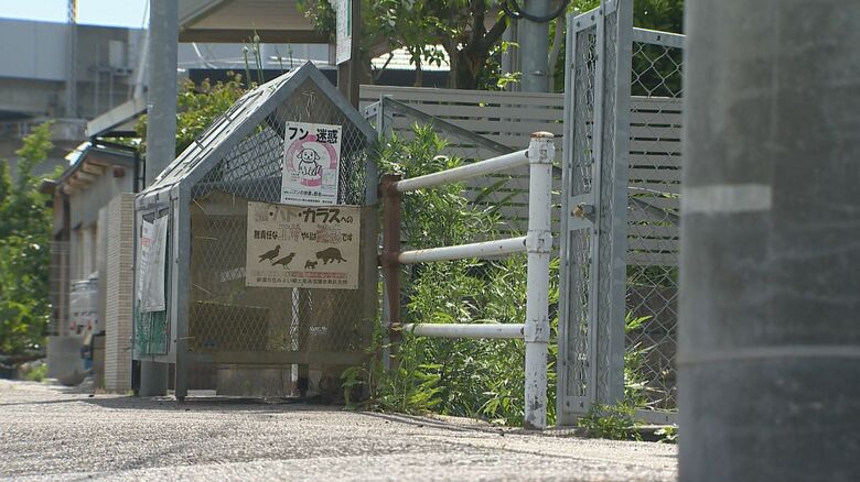 ごみステーションの横に捨てられていた子ネコ