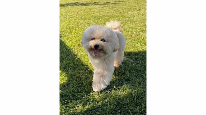 通常の“フォルム”のポテチくん