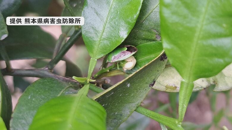チャバネアオカメムシ(提供　熊本県病害虫防除所)