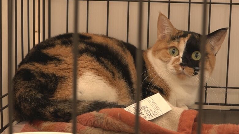 動物愛護センターの猫