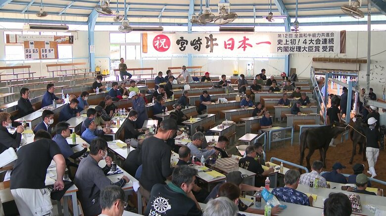JA宮崎中央家畜市場で行われた子牛の競りの様子