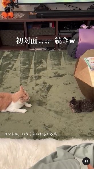 提供：たーにゃ。さん