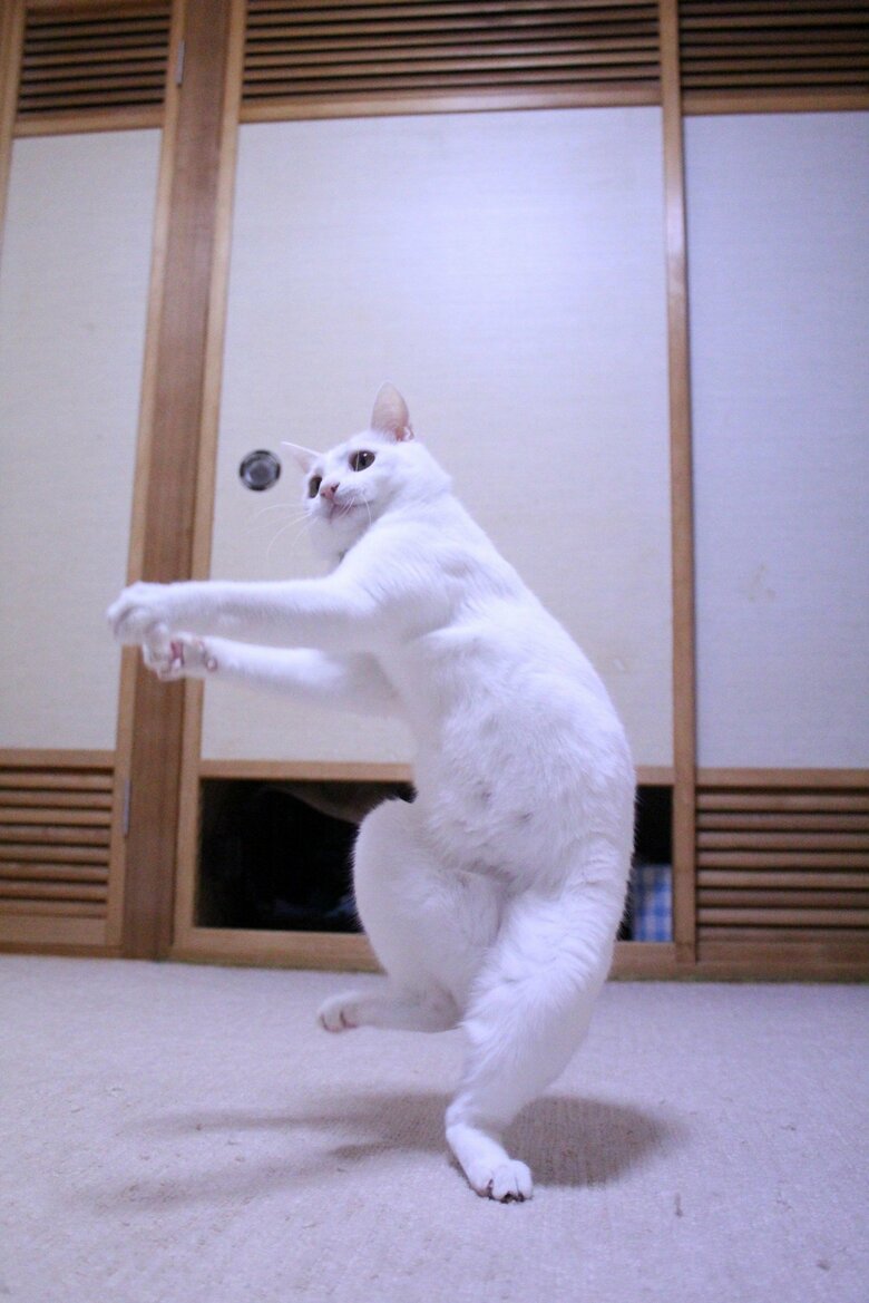 提供：しんばぷーさん