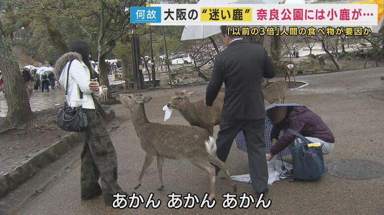シカが人の持ち物を奪う姿も