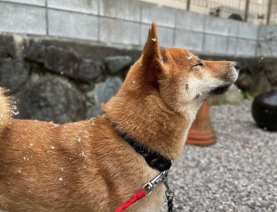 提供：柴犬まるやん日記さん