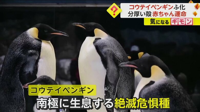 “絶滅危惧種”に指定されているコウテイペンギン