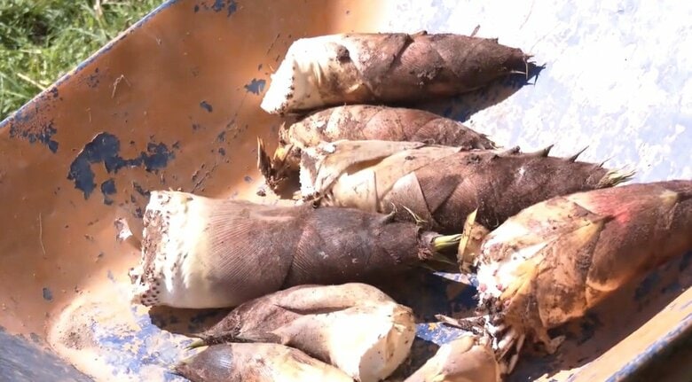 収穫されたタケノコ