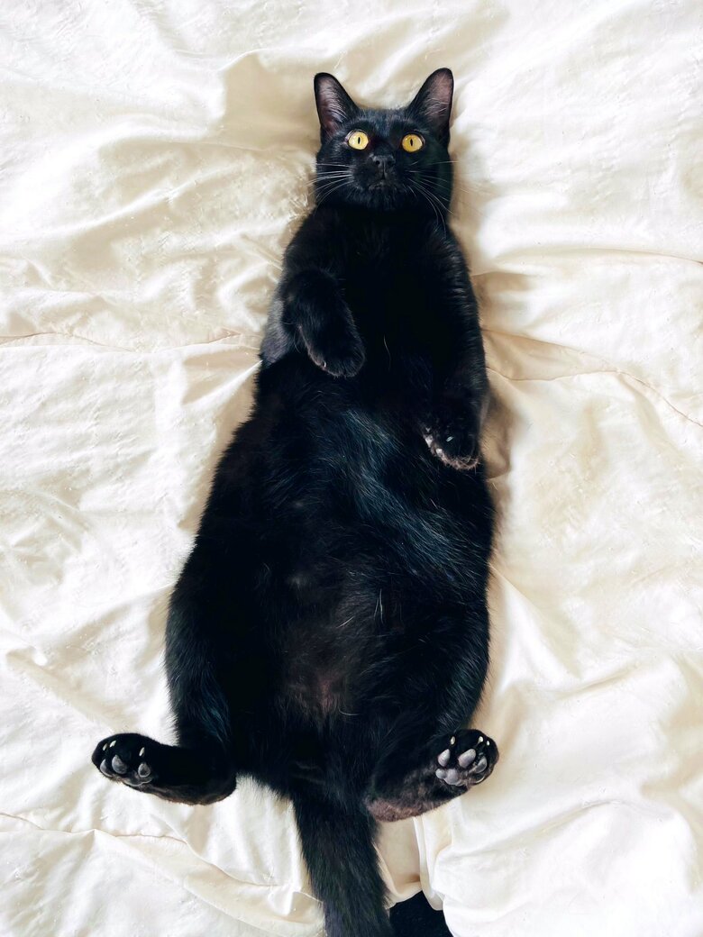 提供：猫野四季＊さん