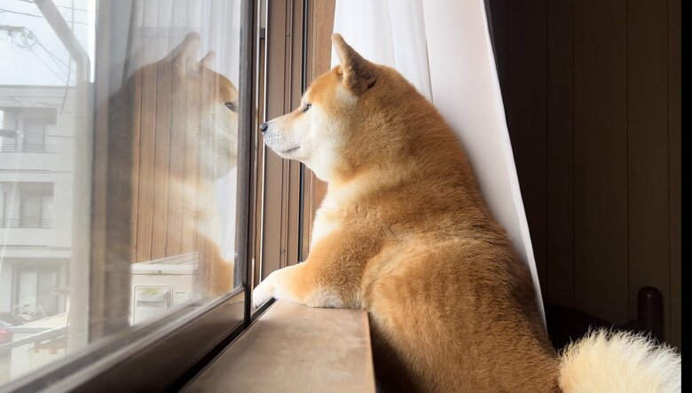 監視するこむぎくん（提供：@Shibamugi28）