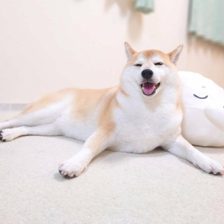 提供：柴犬チャーミーさん