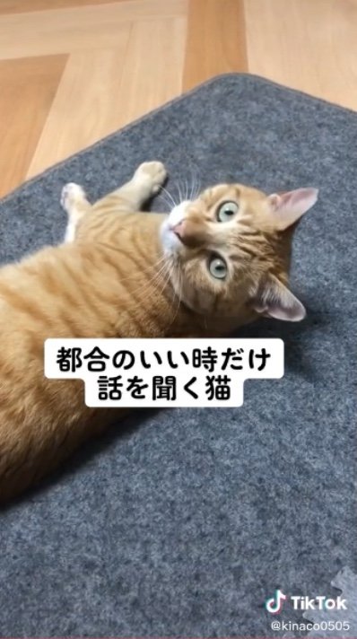 提供：あずきなこさん