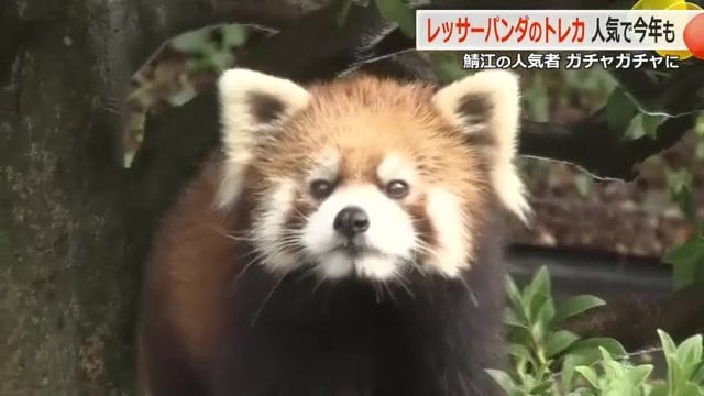 これまでに86頭を飼育