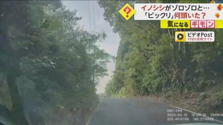 イノシシの群れが突然道路を横切る様子②