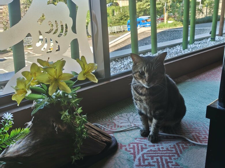 天性の人懐っこさで看板猫に