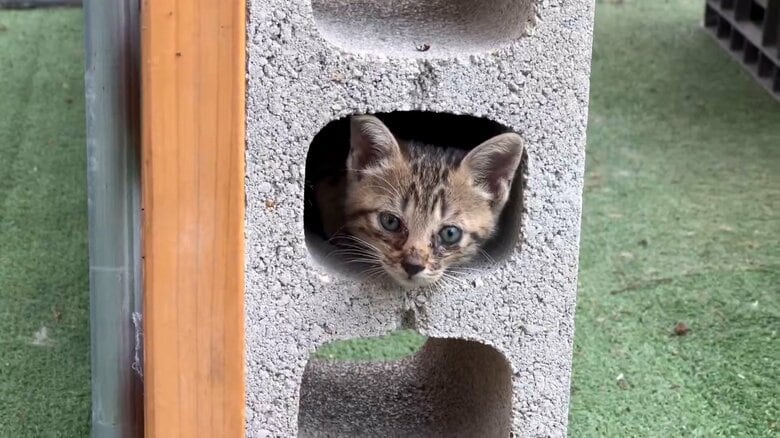 生後間もない頃のコナツちゃん