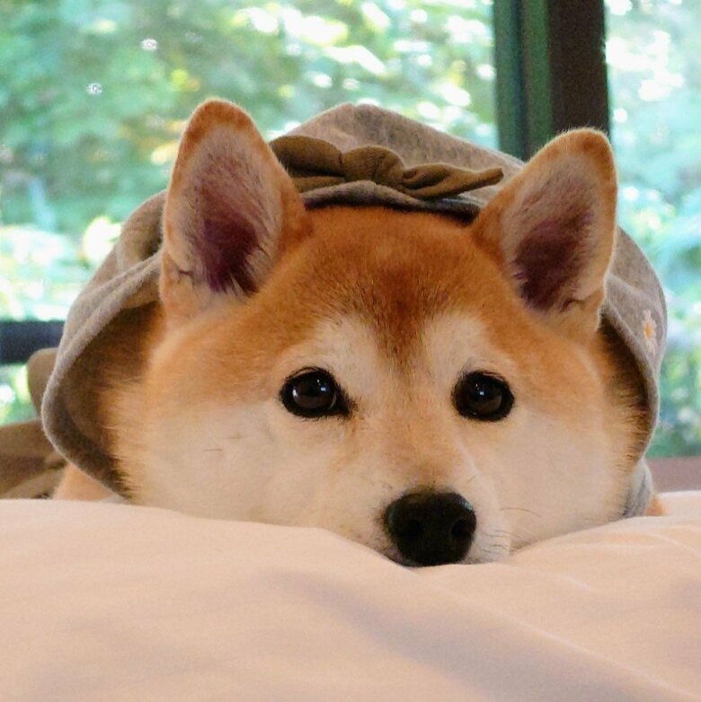 提供：柴犬チャーミーさん