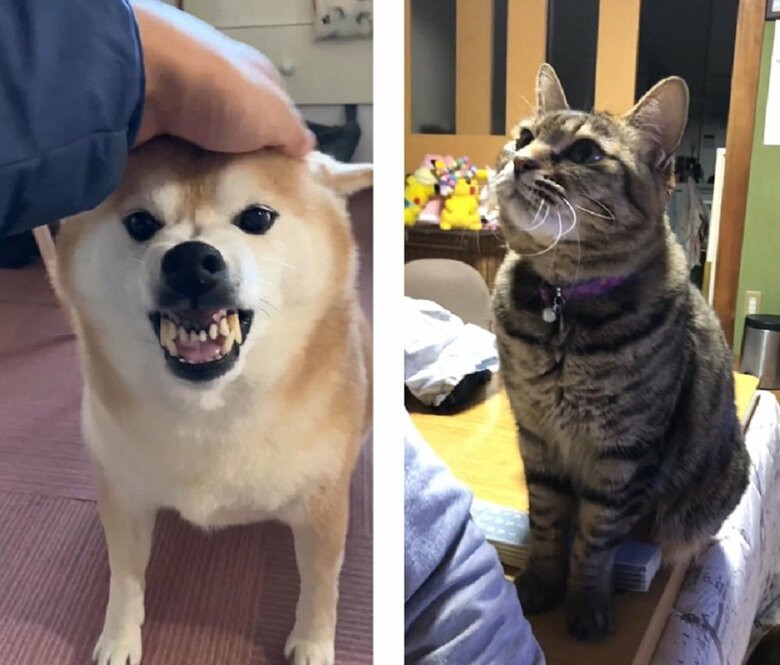 左：ガウガウするここちゃん　右：なでてと訴えるモモちゃん