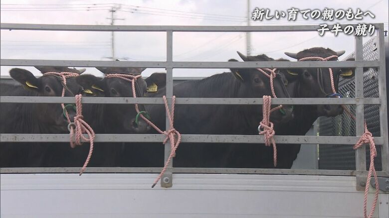 9月17日　競りに向かう四つ子の子牛