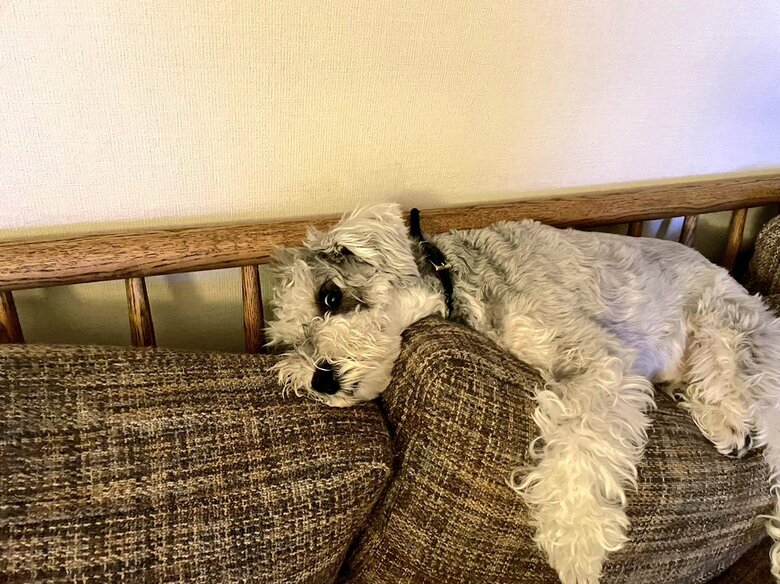 クッションを抱いてまったり