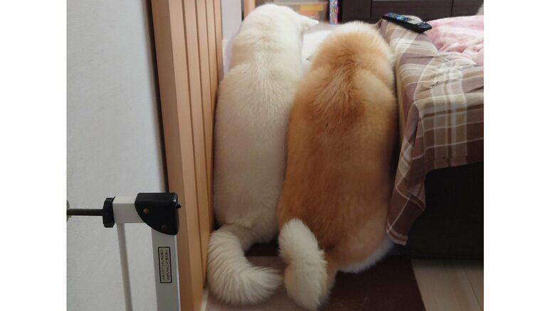 (左から)カナちゃん、クルミちゃん