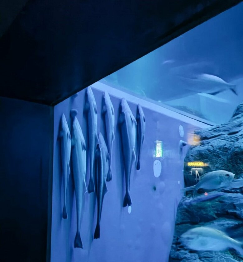 （提供：夢海@560魚種食べた人さん）