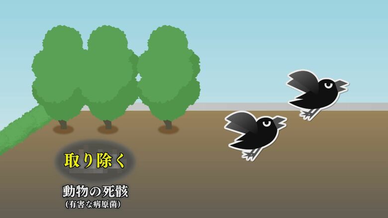 カラスは自然界の掃除役