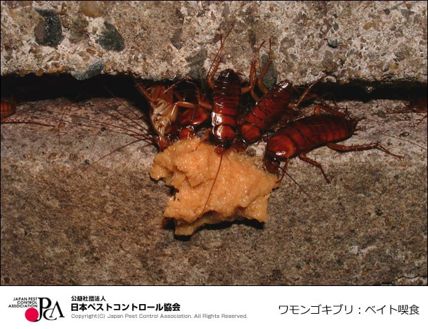 ベイト剤を食べるワモンゴキブリ（日本ペストコントロール協会HPより）