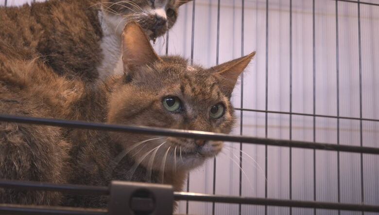 保護されたネコ　長野市動物愛護センター