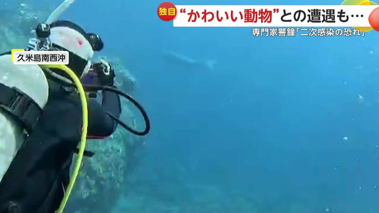 前方に現れたジュゴン（4月29日、沖縄・久米島南西沖）