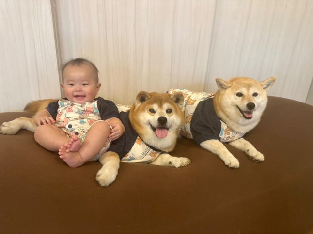 提供：飼い主さん（＠shibainu.berry）