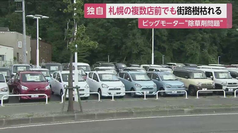 店舗前に弱った木も