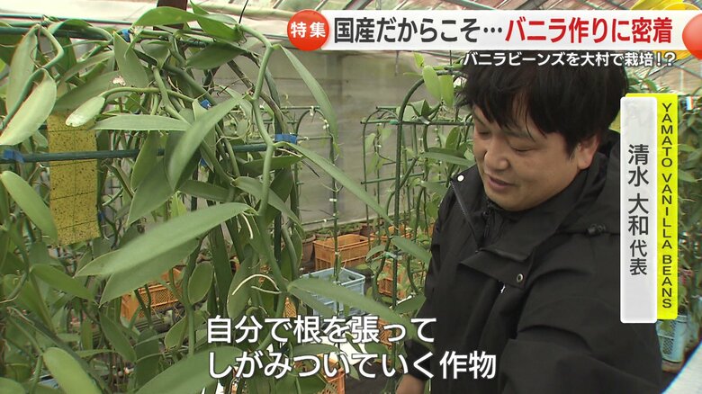 バニラを栽培する清水大和さん（38）