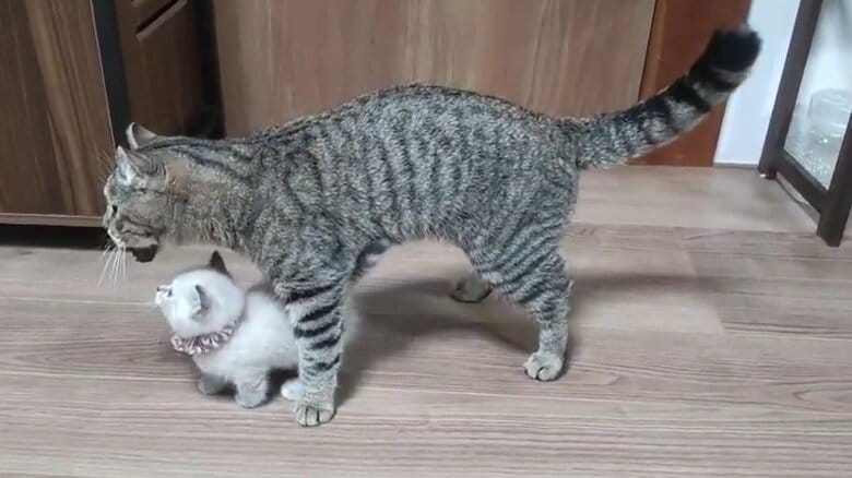 もろこしくんを、らむねちゃんは不思議そうに見つめた